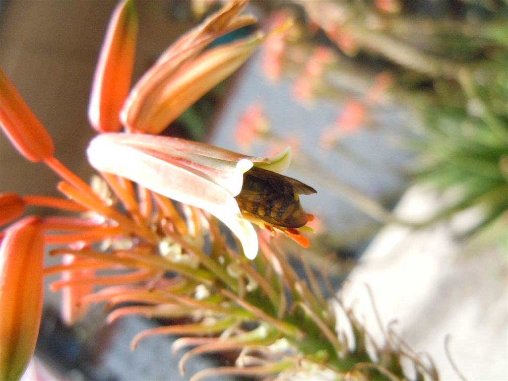 Ape rossiccia: Rhodanthidium septemdentatum (Apidae Megachilinae)